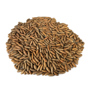 Pine Nuts
